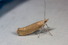 Ypsolopha cervella