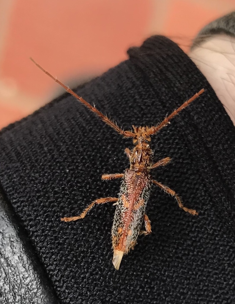 Eurysthea cribripennis