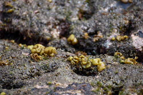 Colpomenia sinuosa observed 2024-05-09