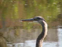 Ardea herodias