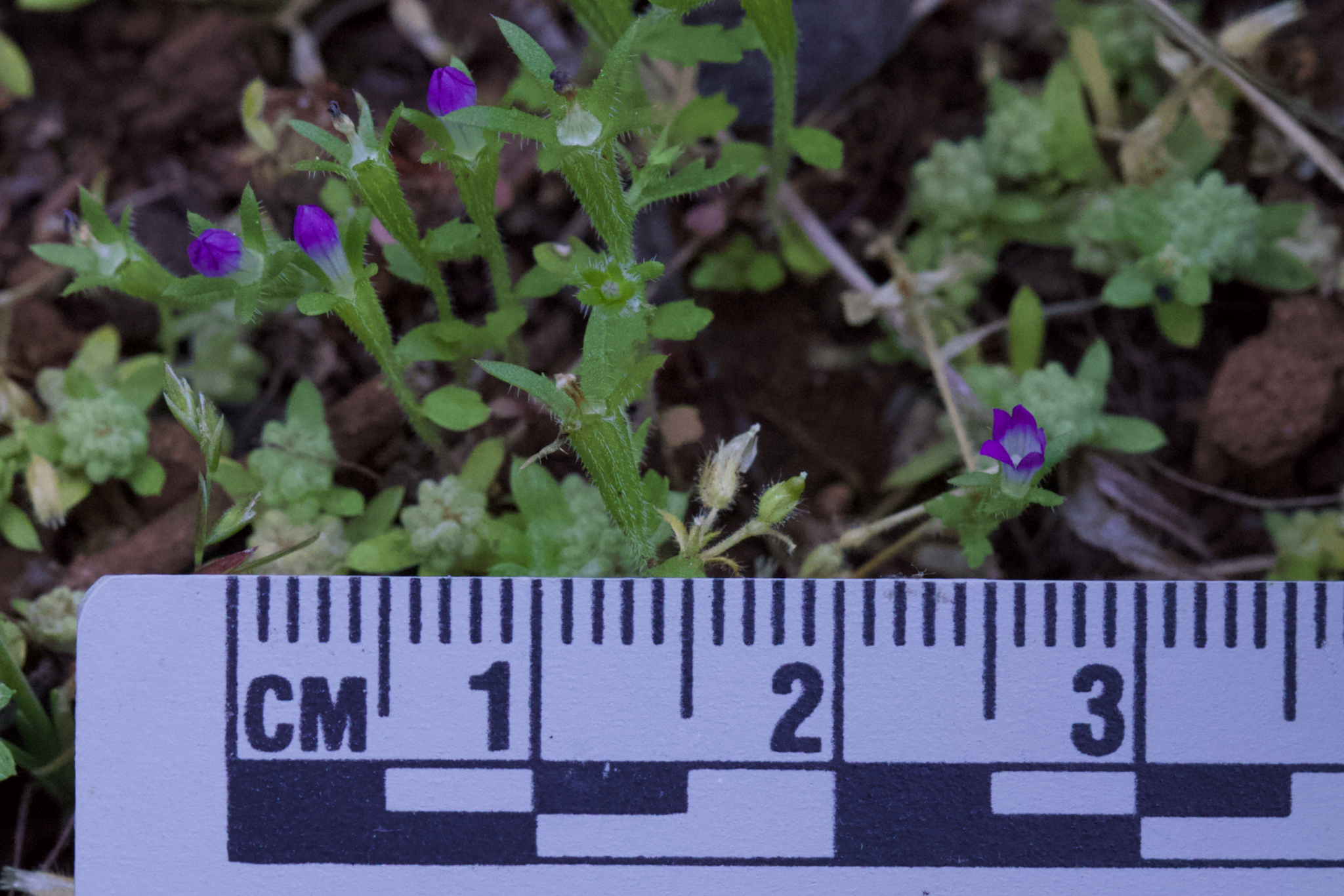 Image of Githopsis diffusa by (c) Arvel Hernandez, some rights reserved (CC BY)