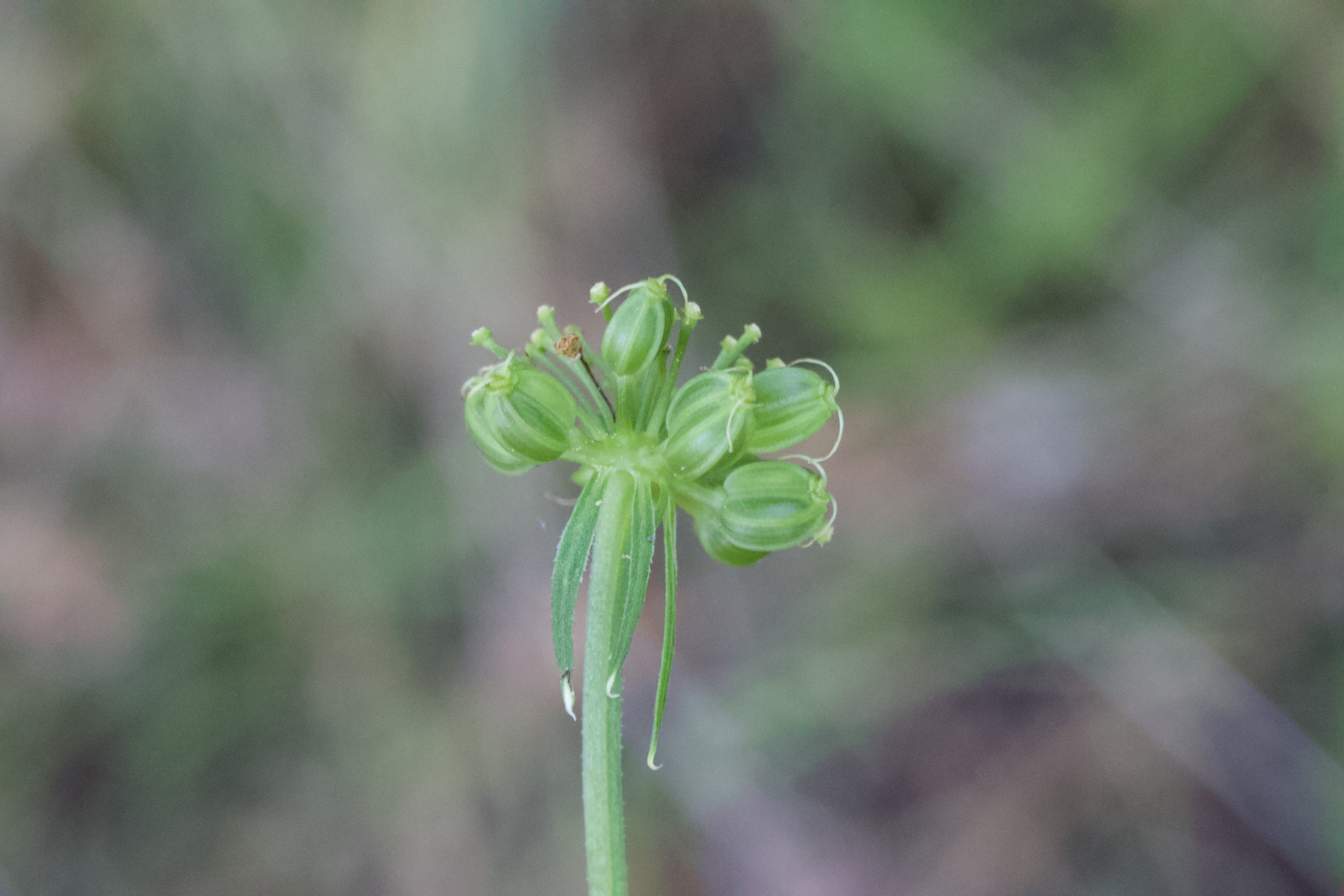 Image of Tauschia hartwegii by (c) Arvel Hernandez, some rights reserved (CC BY)