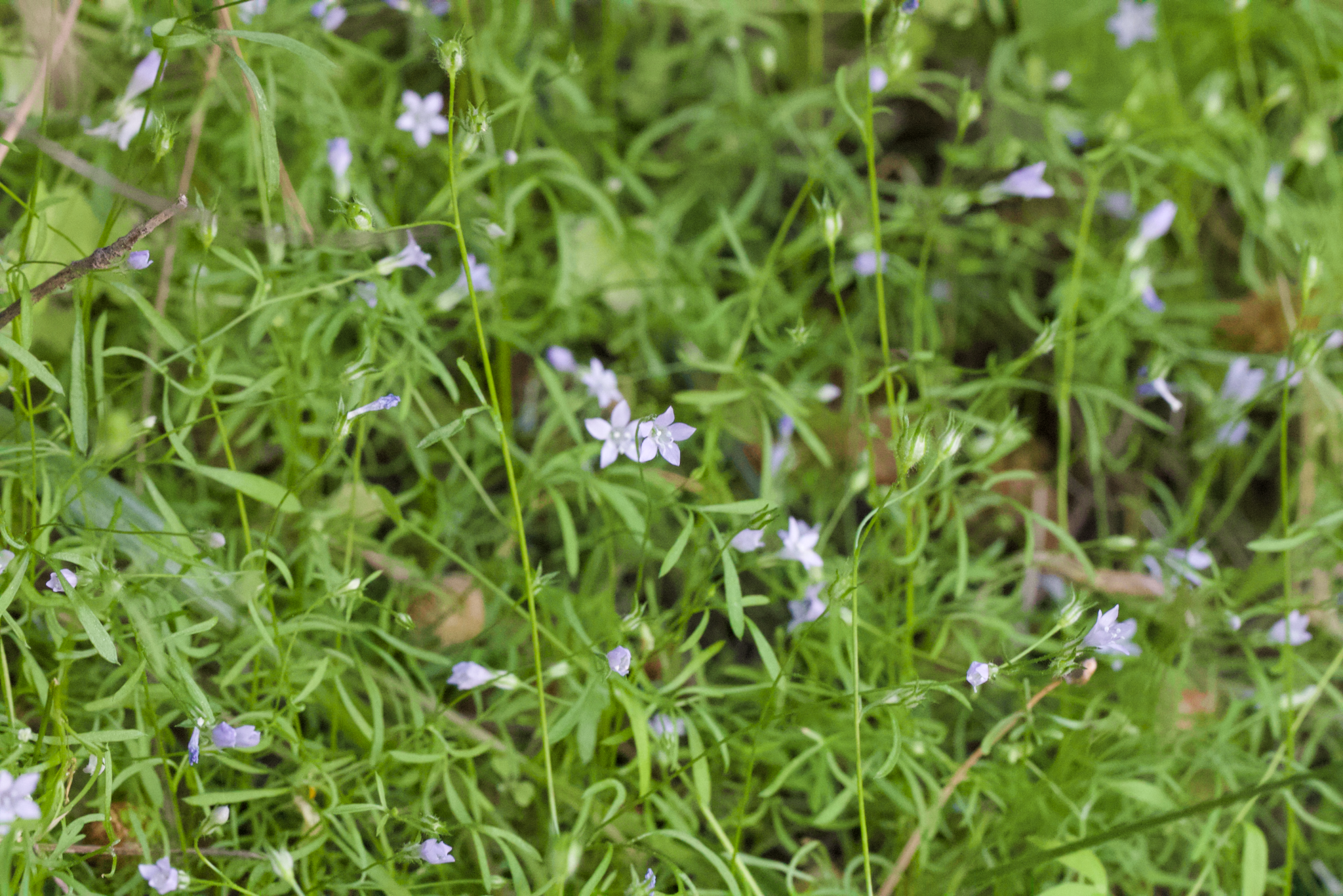 Image of Gilia achilleifolia by (c) Arvel Hernandez, some rights reserved (CC BY)