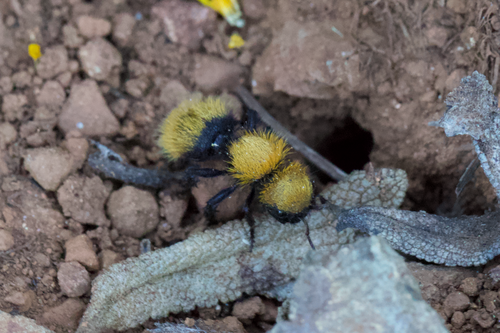 Pacific Velvet Ant photo 6