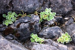 Potentilla villosa