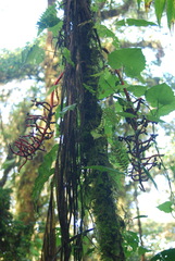 Chamaedorea tepejilote image