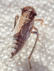 Lystridea