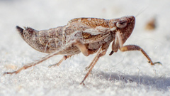 Lystridea