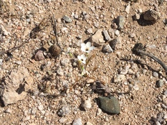 Leptosiphon chrysanthus decorus