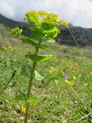 Smyrnium perfoliatum rotundifolium