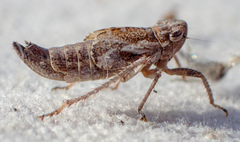 Lystridea
