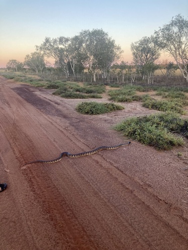 Black-headed Python sighting
