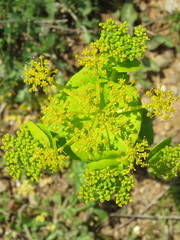Smyrnium perfoliatum rotundifolium