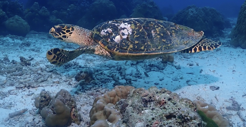 Hawksbill Sea Turtle (Eretmochelys imbricata) — recorded at Racha Noi West Side