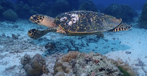 Hawksbill Sea Turtle (Eretmochelys imbricata)
