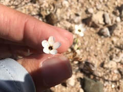 Leptosiphon chrysanthus decorus