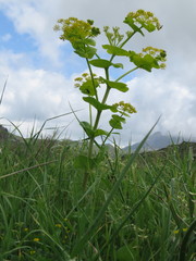 Smyrnium perfoliatum rotundifolium