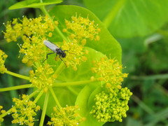 Smyrnium perfoliatum rotundifolium