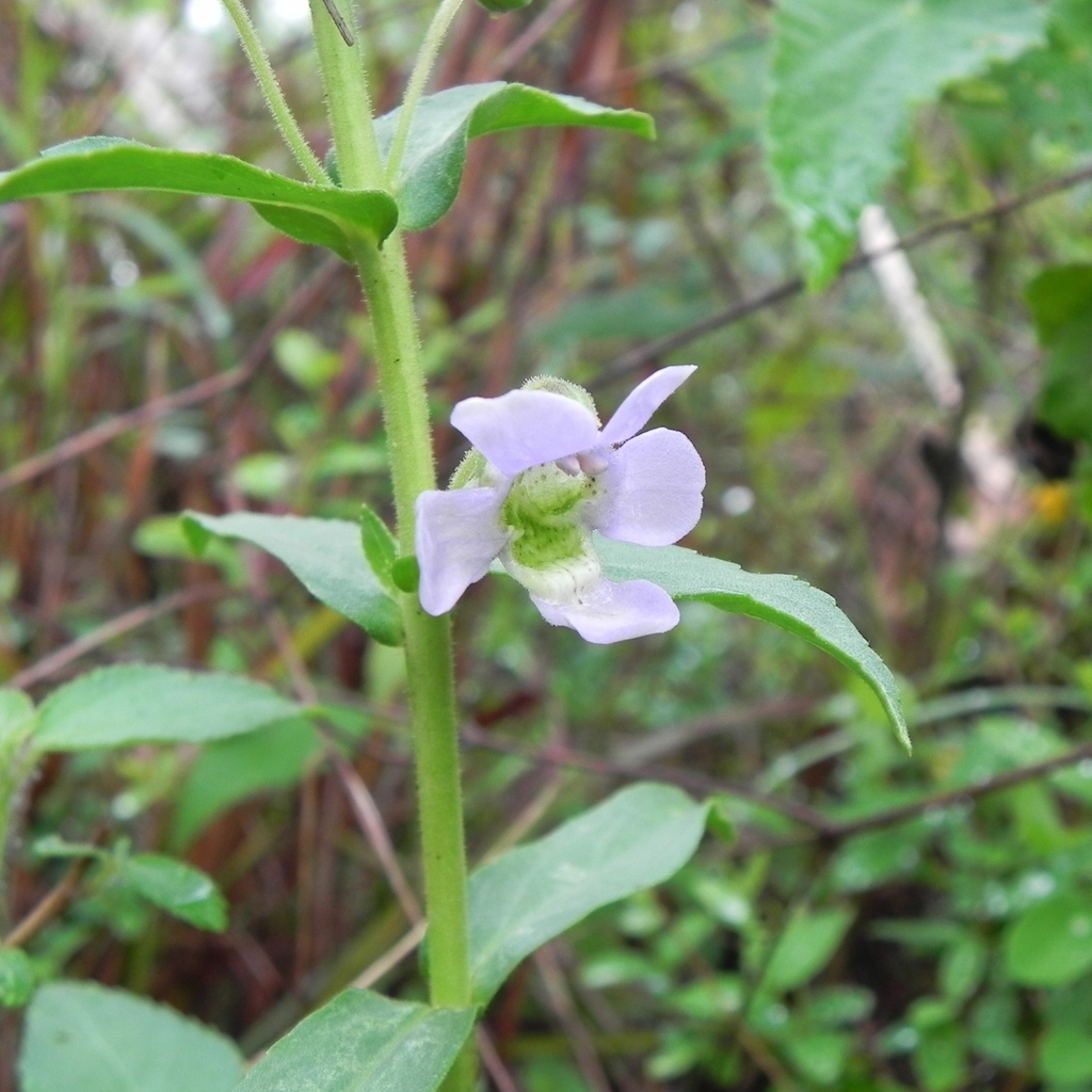 Angelonia salicariifolia, Porto Murtinho - MS, Brasil