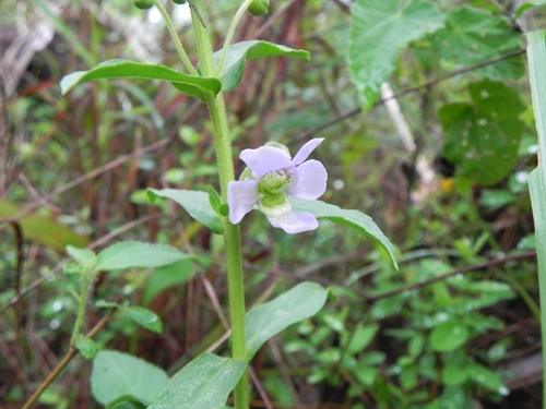 Angelonia salicariifolia