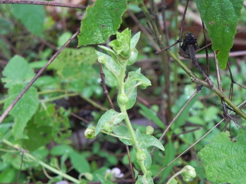 Angelonia salicariifolia