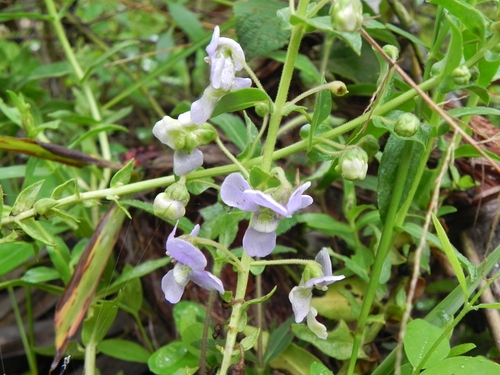 Angelonia salicariifolia
