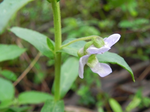 Angelonia salicariifolia