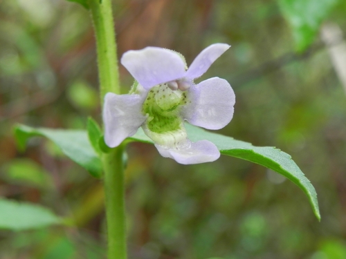 Angelonia salicariifolia