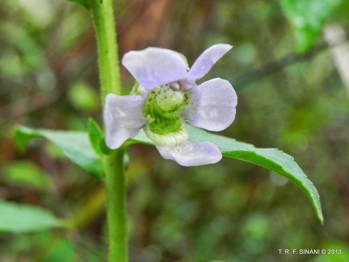 Angelonia salicariifolia