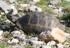 Testudo graeca