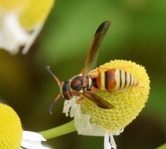 Euodynerus pratensis