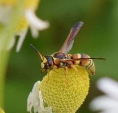 Euodynerus pratensis