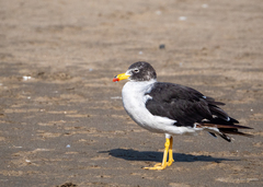 Belcher's Gull photo 2