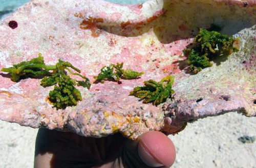 Caulerpa cupressoides observed 2012-09-26