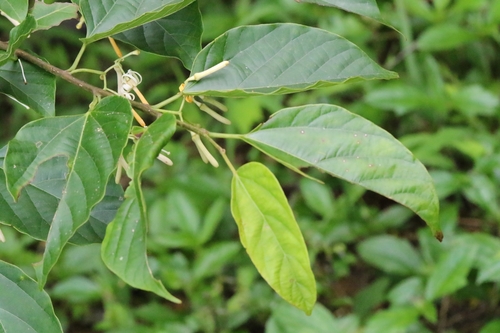 Image of Alangium chinense by no rights reserved