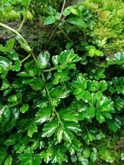 Elatostema obtusum trilobulatum