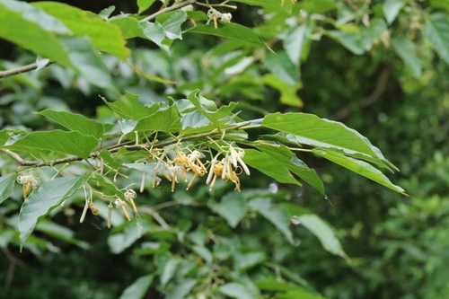 Image of Alangium chinense by no rights reserved