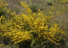 Chamaecytisus borysthenicus