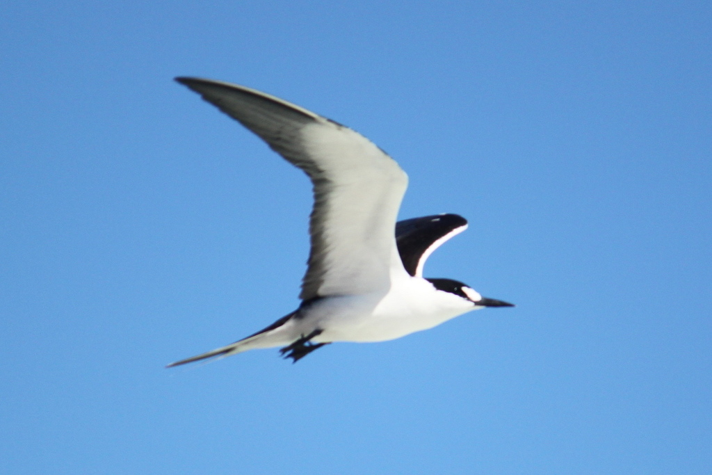 Sooty Tern