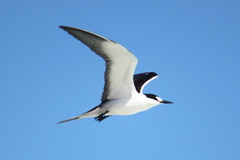 Sooty Tern photo 4