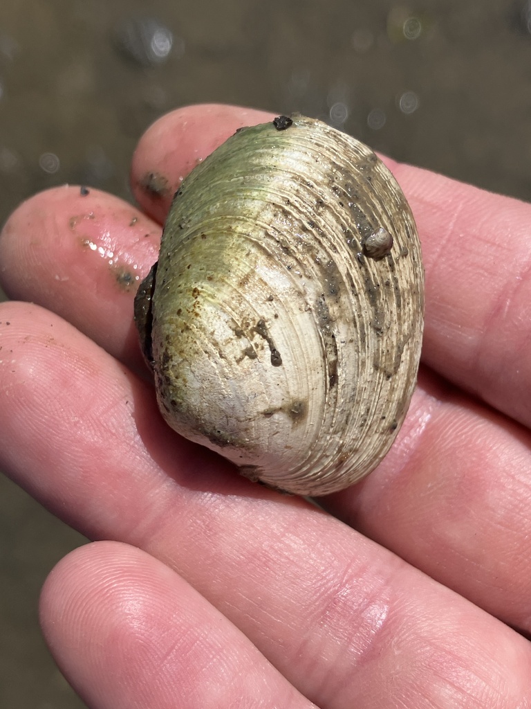 Japanese Littleneck from Quilcene Bay, Quilcene, WA, US on May 11, 2024 ...