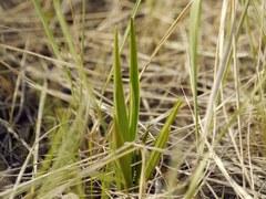 Anacamptis palustris