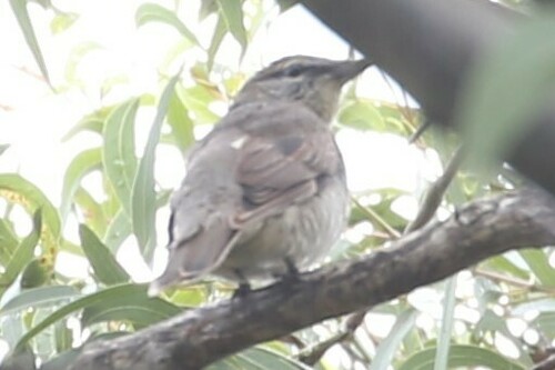 Sahul Cicadabird (Edolisoma tenuirostre)