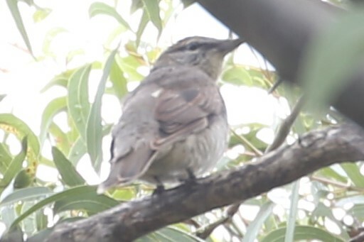 Sahul Cicadabird illustration