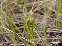 Anacamptis coriophora