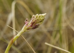 Anacamptis coriophora