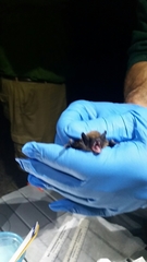 Myotis volans