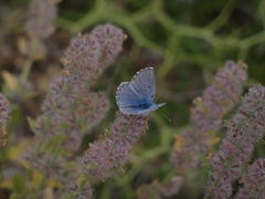 Pseudophilotes vicrama