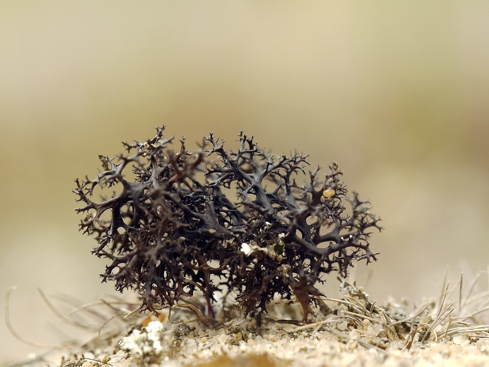 Cetraria steppae