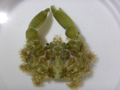 Mithraculus sculptus